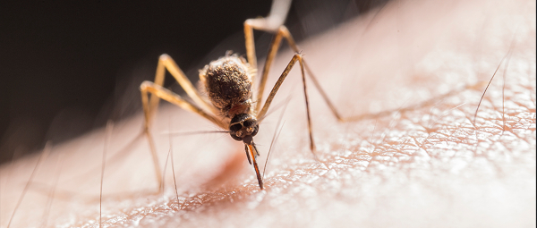 Protección efectiva contra los mosquitos: Descubre nuestro spray repelente de mosquitos